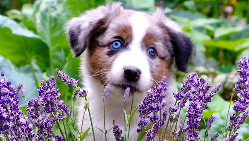 das_angebot_animal_zootechnik Tierbedarf Tierfutter Tierzubehör Rüti ZH