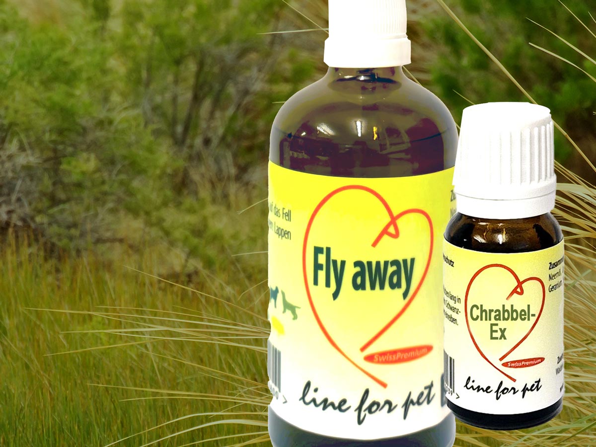 Schutz beim Hundespaziergang im Wald und hohen Gras